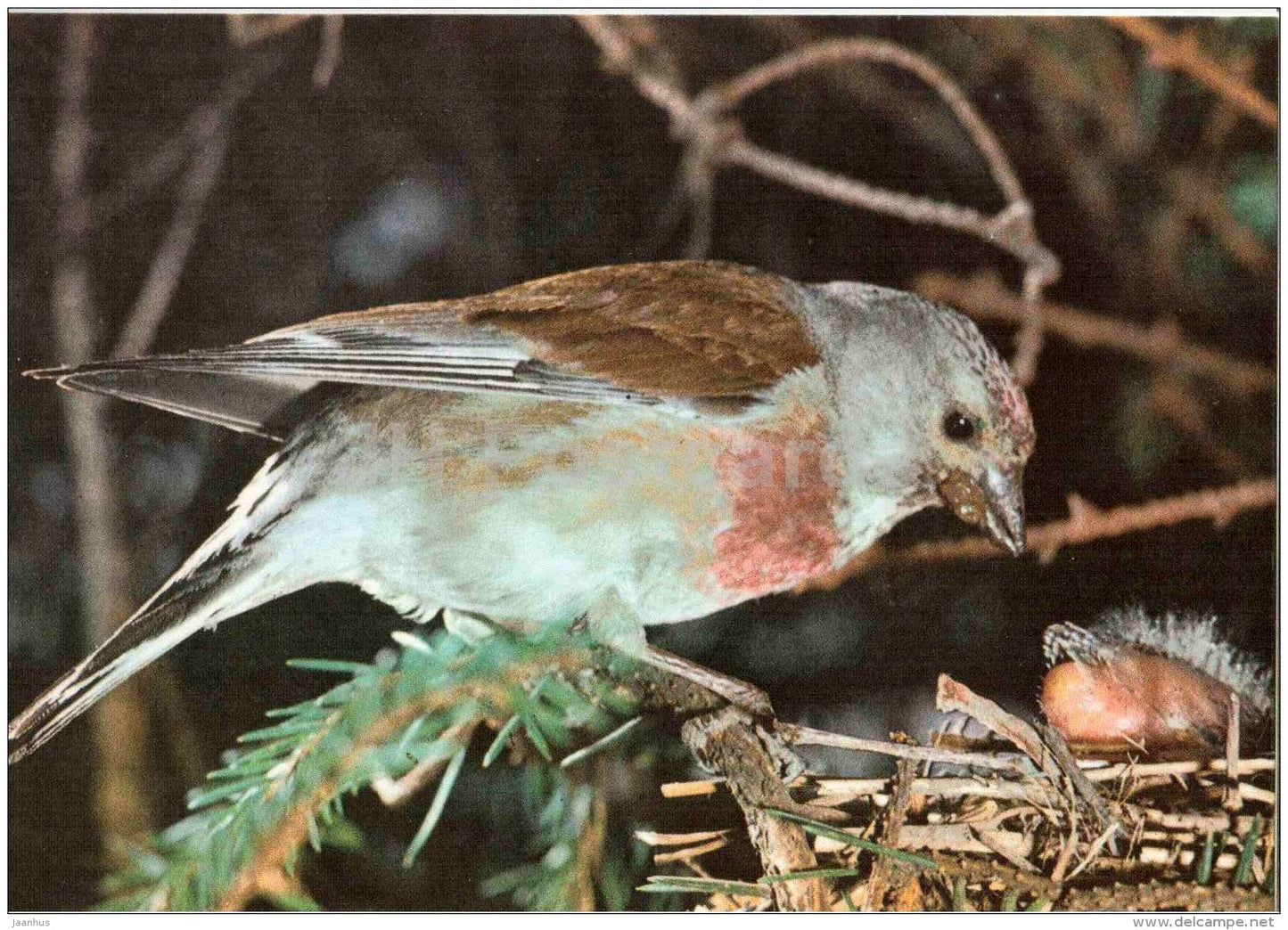 Common linnet - Carduelis cannabina - bird - Estonian Birds - 1987 - Estonia USSR - unused - JH Postcards