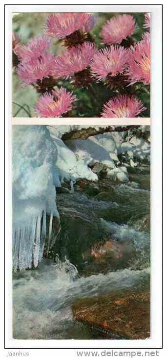 Aetheopappus caucasicus - Mountain Flowers - 1973 - Russia USSR - unused - JH Postcards