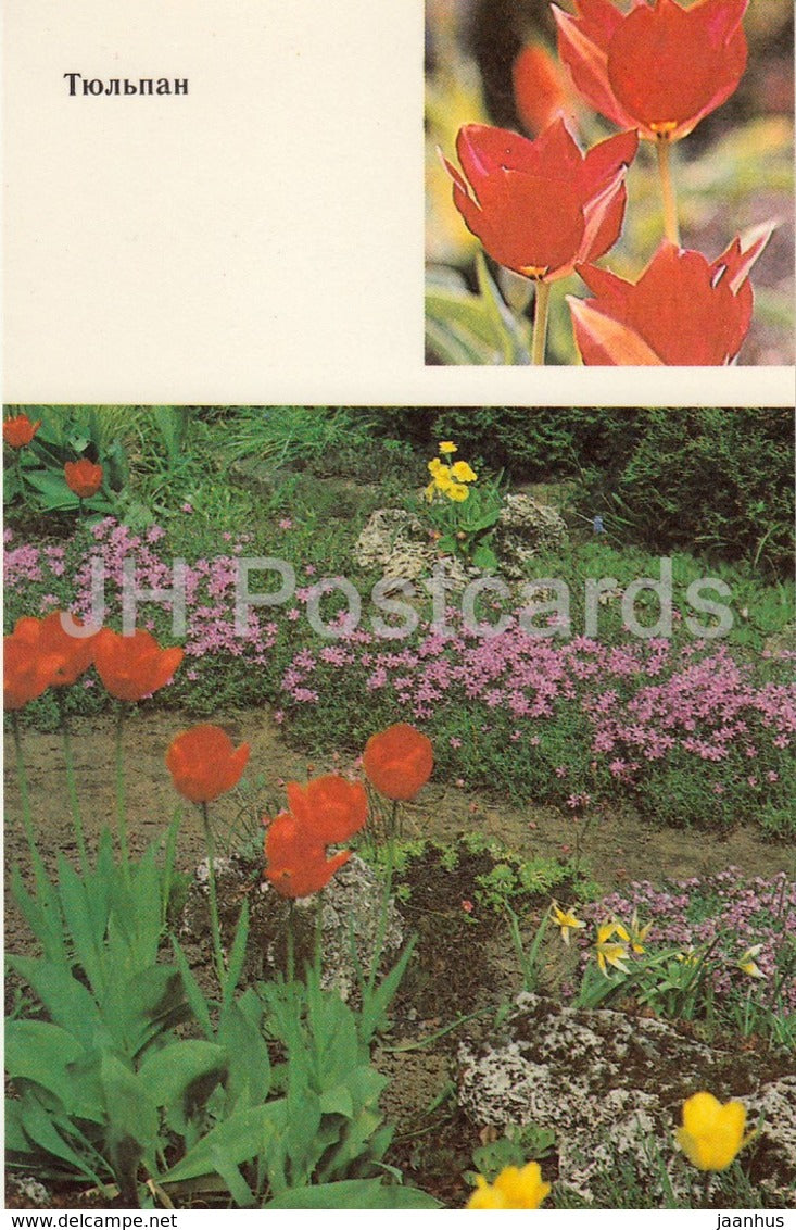 Tulip - Flowers - 1991 - Russia USSR - unused - JH Postcards