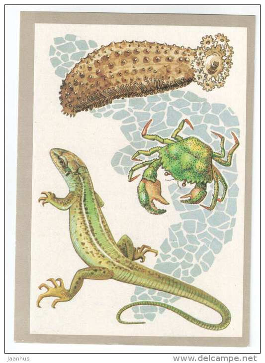 Green Lizard - Carcinus aestuarii - Sea cucumber - autotomy - Animals defend themselves - 1988 - Russia USSR - unused - JH Postcards