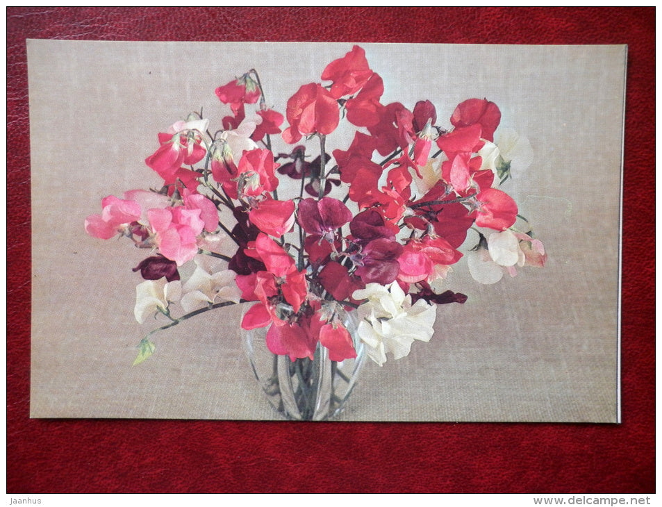 Sweet Pea - Lathyrus odoratus - flowers - 1983 - Russia USSR - unused - JH Postcards