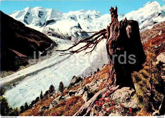 Morteratschgletscher mit Piz Palu und Bellavista - 516 - 1969 - Switzerland - used - JH Postcards