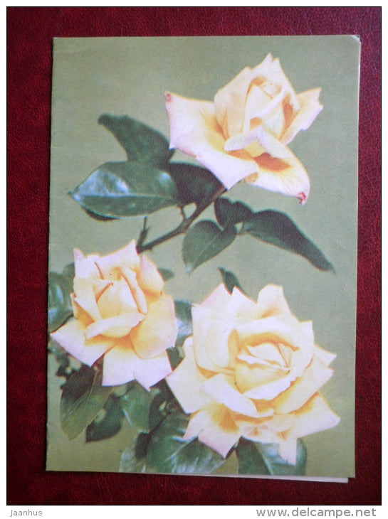 telegram- white roses - flowers - 1981 - Russia USSR - used - JH Postcards