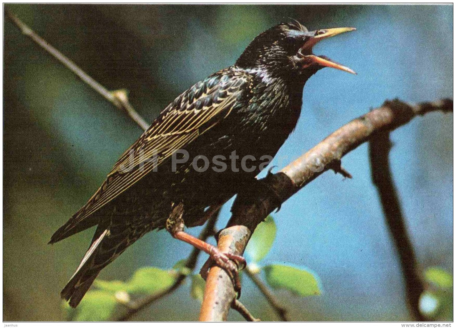 Common starling - Sturnus vulgaris - bird - Estonian Birds - 1987 - Estonia USSR - unused - JH Postcards