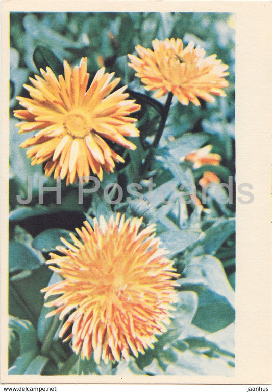 Pot marigold - Calendula - flowers - plants - 1962 - Latvia USSR - unused - JH Postcards