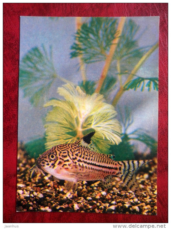 Corydoras julii - aquarium fish - 1980 - Russia USSR - unused - JH Postcards