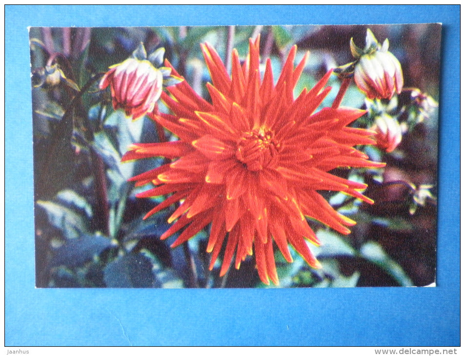 Red Star - dahlia - flowers - 1974 - Russia USSR - unused - JH Postcards