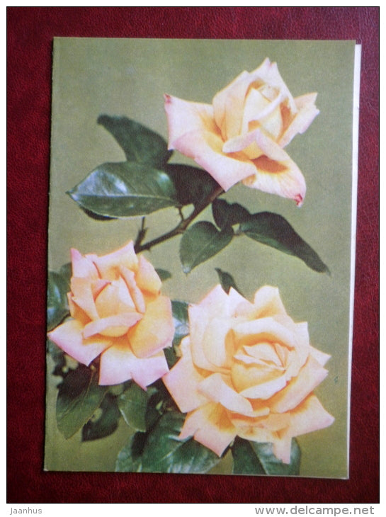 telegram- white roses - flowers 1 - 1981 - Russia USSR - used - JH Postcards