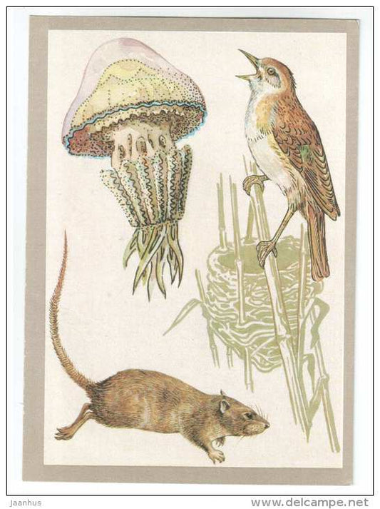 Rat - Great Reed Warbler - barrel jellyfish - Animals defend themselves - 1988 - Russia USSR - unused - JH Postcards