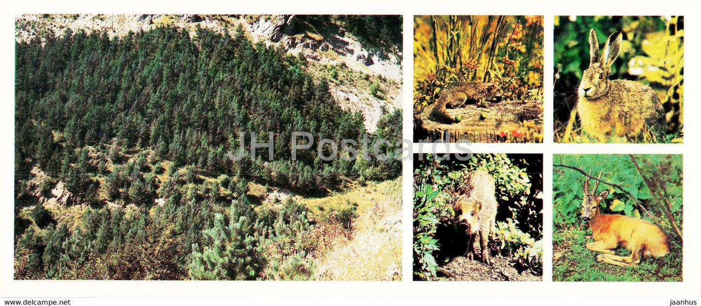 Teberda Nature Reserve - Forests - animals - hare - wild boar - deer - 1982 - Russia USSR - unused - JH Postcards