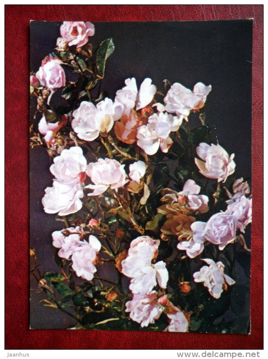 roses - flowers - 1983 - Russia USSR - used - JH Postcards