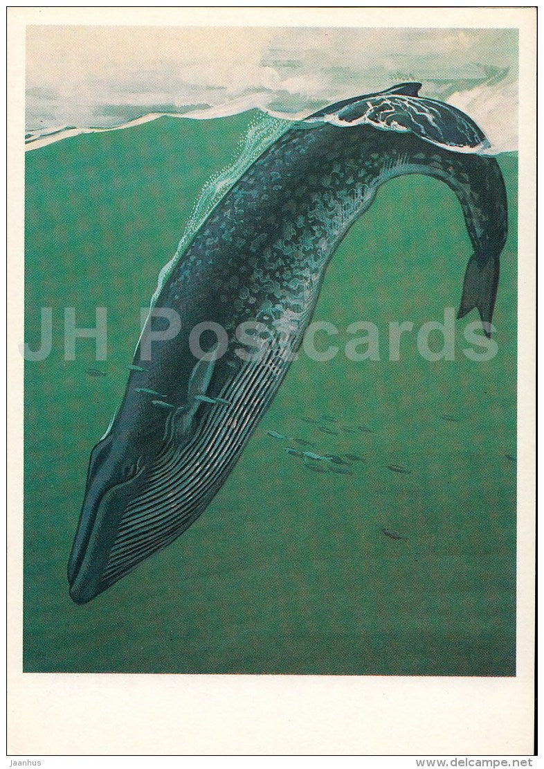 Blue whale , Balaenoptera musculus - Endangered species - illustration by V. Gorbatov - 1990 - Russia USSR - unused - JH Postcards