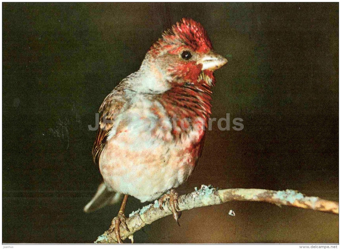 Common rosefinch - Carpodacus erythrinus - bird - Estonian Birds - 1987 - Estonia USSR - unused - JH Postcards