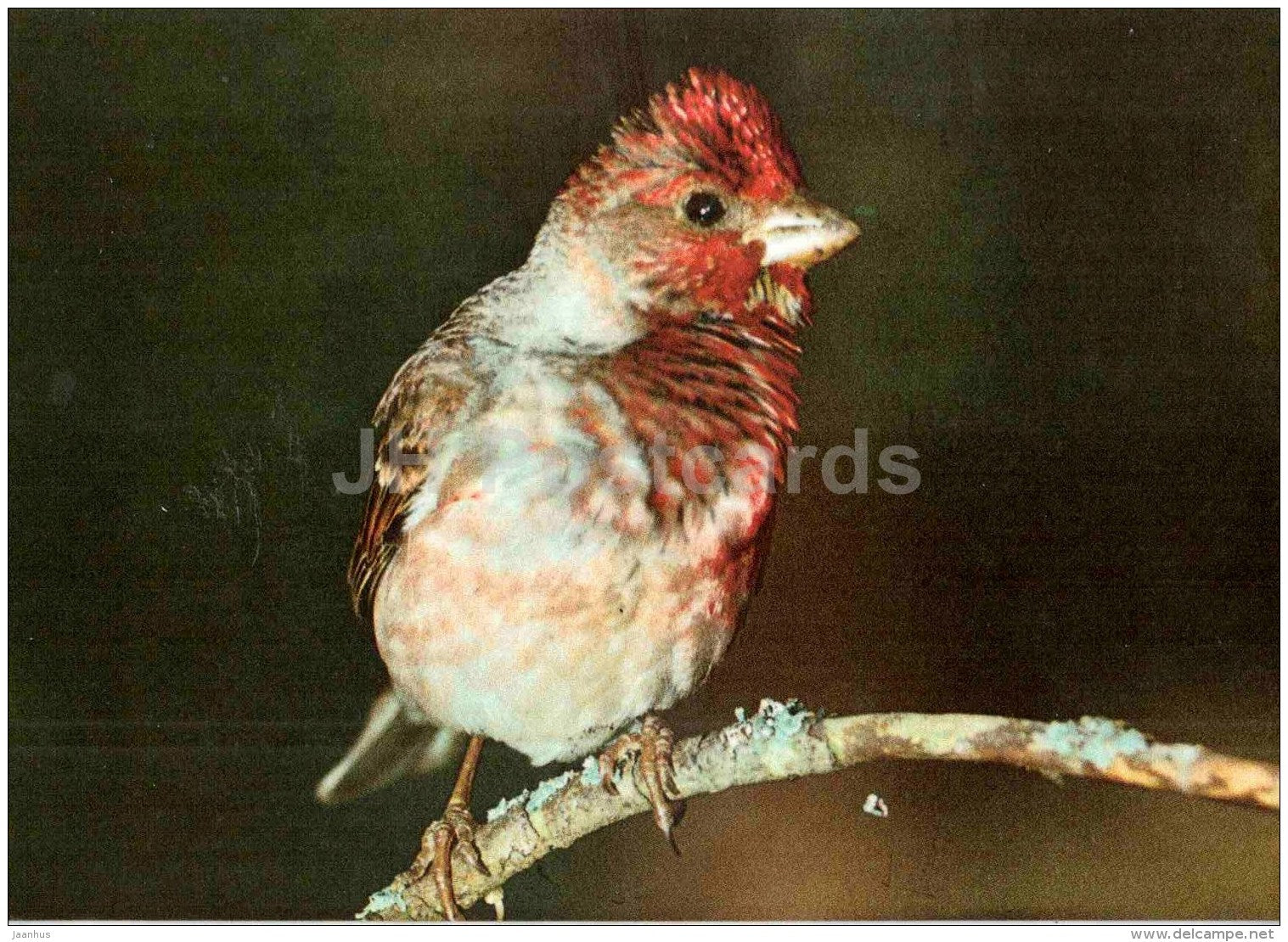 Common rosefinch - Carpodacus erythrinus - bird - Estonian Birds - 1987 - Estonia USSR - unused - JH Postcards