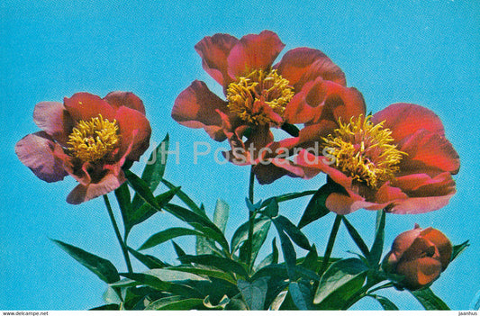 Fakel (Torch) - Peonies - flowers - 1977 - Russia USSR - unused - JH Postcards