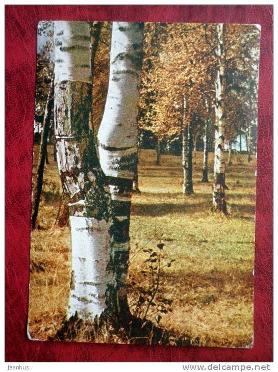 Autumn in a birch forest - 1962 - Russia - USSR - unused - JH Postcards