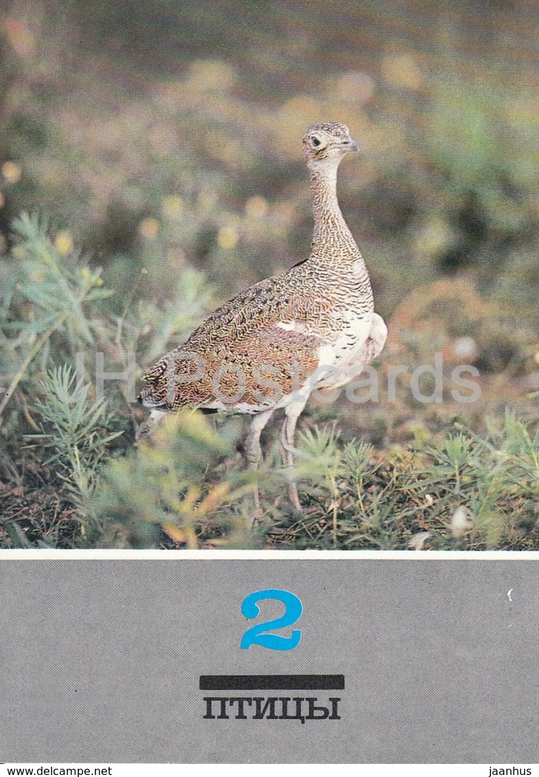 Little bustard - Otis tetrax - birds - animals - 1989 - Russia USSR - unused - JH Postcards