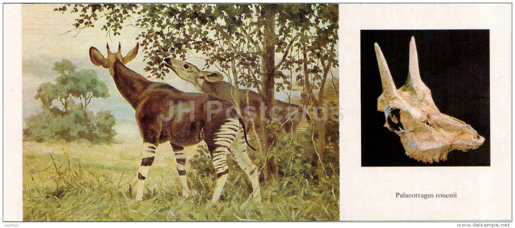 Palaeotragus rouenii - giraffe - skull - illustration by Flerov - paleontology - 1989 - Russia USSR - unused - JH Postcards