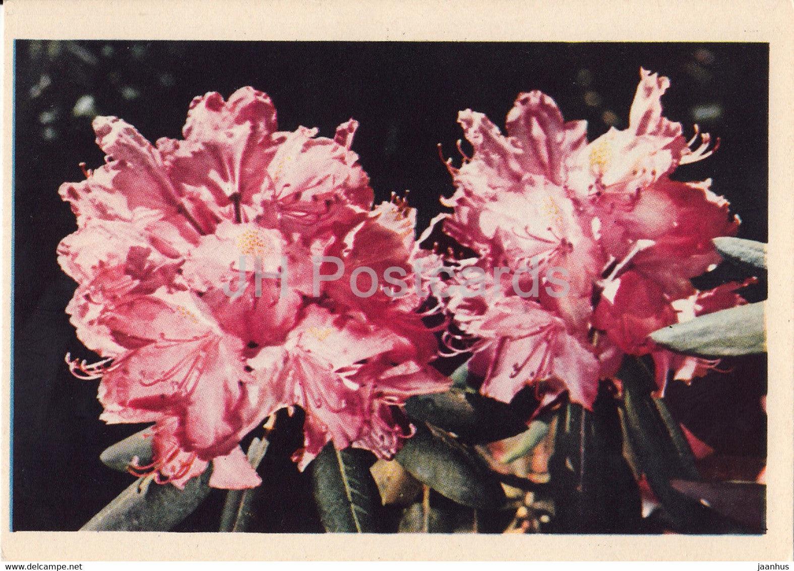 Rhododendron - flowers - plants - 1962 - Latvia USSR - unused - JH Postcards