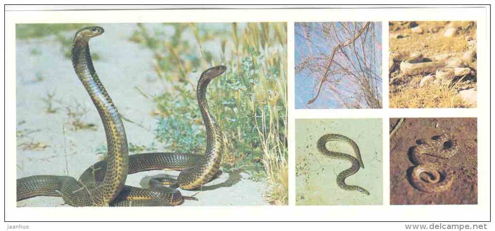 Snakes - Cobra - Viper - Echis - Tigrovaya Balka Nature Reserve - 1983 - Russia USSR - unused - JH Postcards