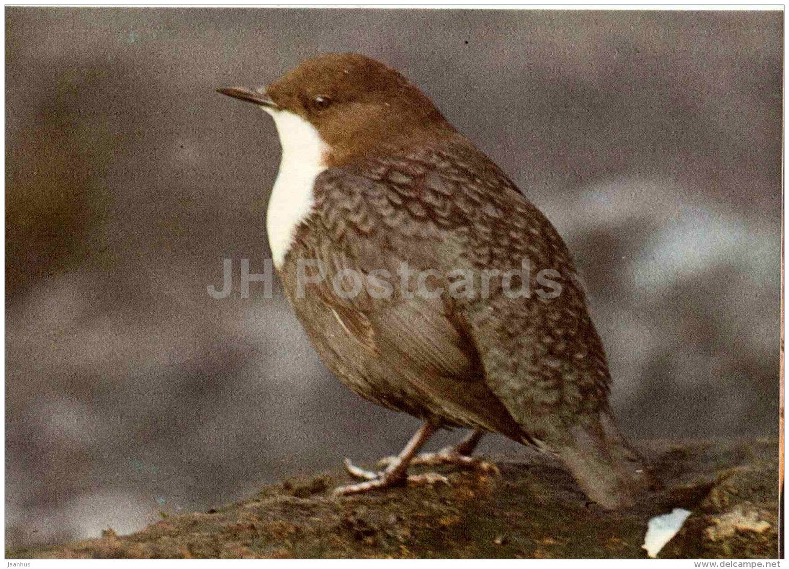 White-throated dipper - Cinclus cinclus - bird - Estonian Birds - 1987 - Estonia USSR - unused - JH Postcards