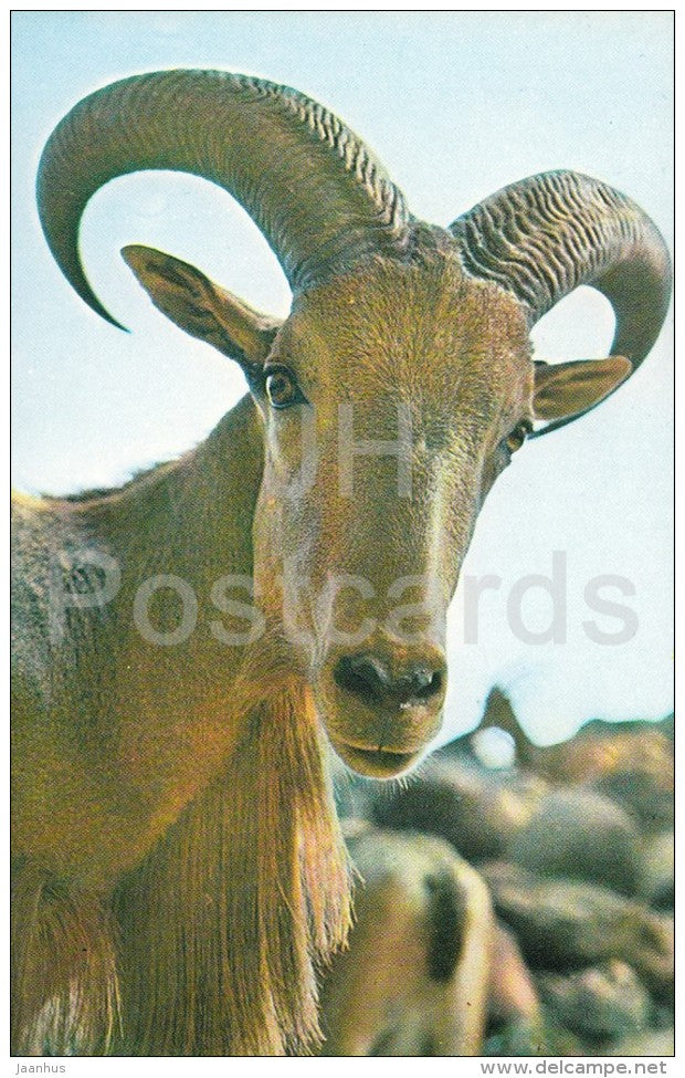 Barbary sheep - Ammotragus lervia - Zoo - 1976 - Russia USSR - unused - JH Postcards