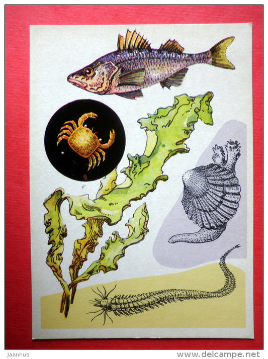 Azov percarina - Cardium - Neris - Marine Life - 1979 - Russia USSR - unused - JH Postcards