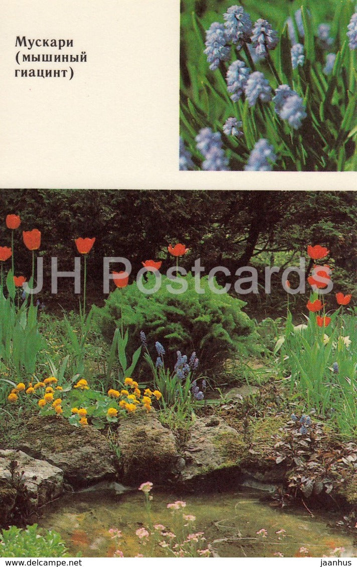 Grape hyacinth - Muscari - Flowers - 1991 - Russia USSR - unused - JH Postcards