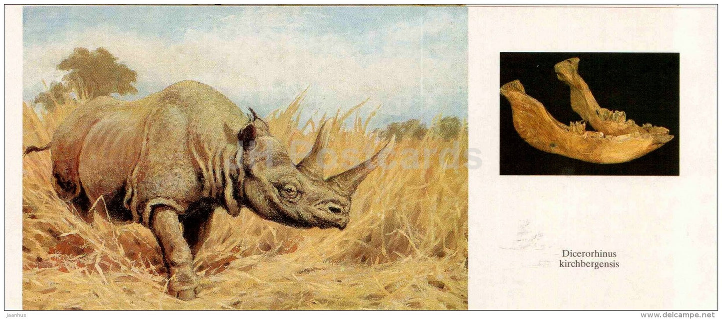 Dicerorhinus kirchbergensis - rhino - jawbone - illustration by Flerov - paleontology - 1989 - Russia USSR - unused - JH Postcards