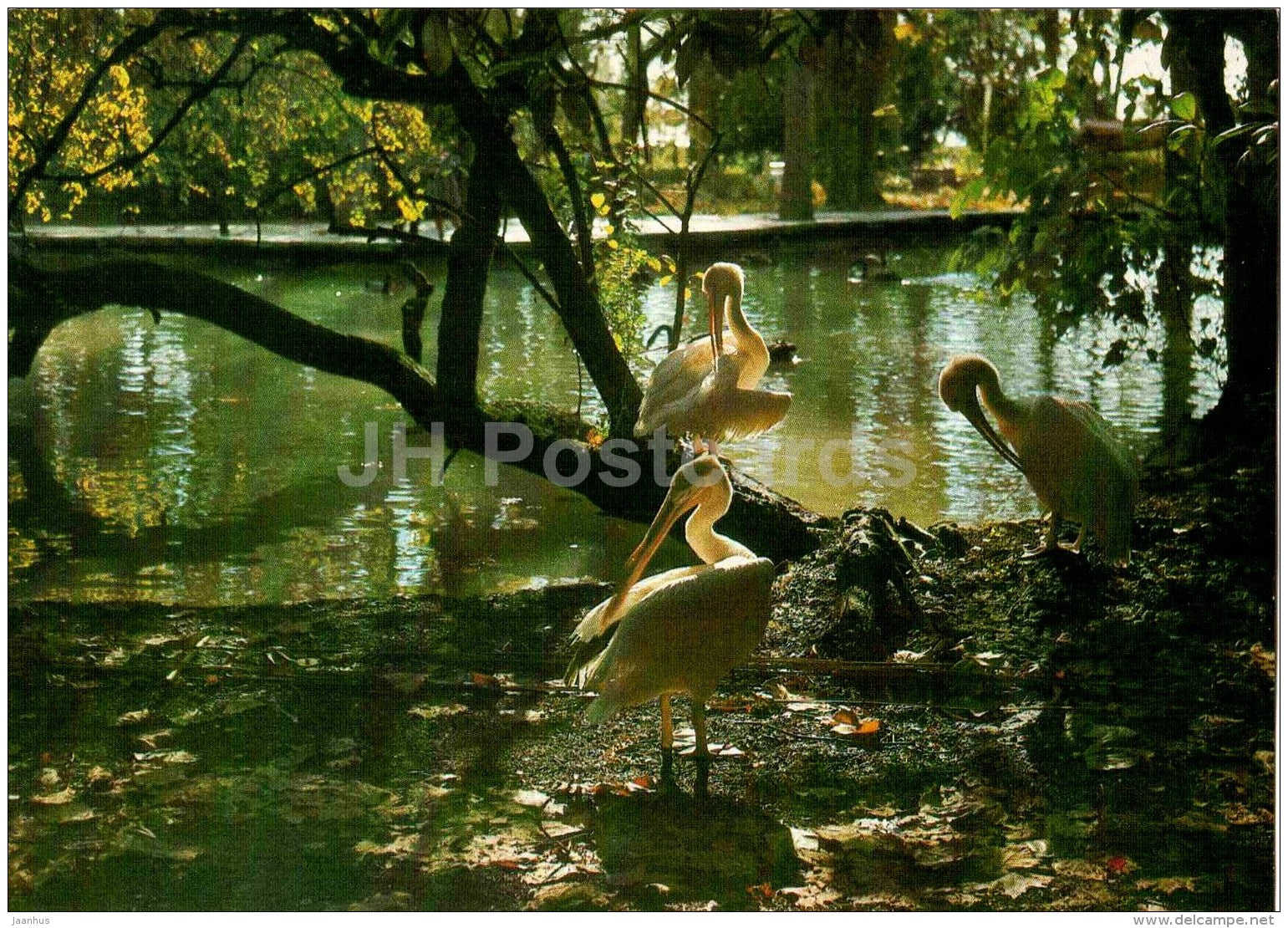 in the park - pelican - birds - Gagra - 1983 - Russia USSR - unused - JH Postcards