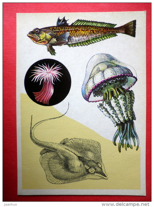 Weever - The Reticulate Whipray - Marine Life - 1979 - Russia USSR - unused - JH Postcards