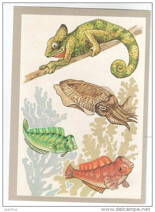 Blennies - Cuttlefish - Chameleon - color changes - Animals defend themselves - 1988 - Russia USSR - unused - JH Postcards