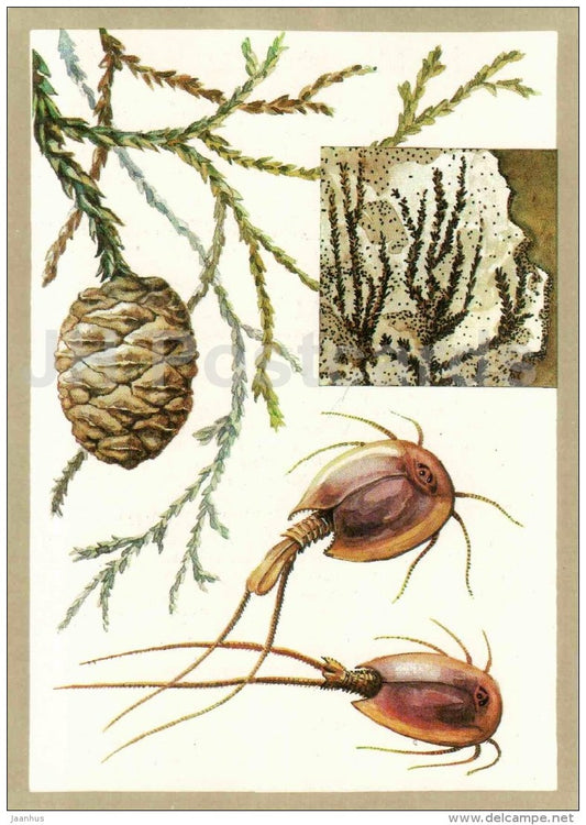 Giant sequoia - Tadpole shrimps - Protected Animals and Plants - 1983 - Russia USSR - unused - JH Postcards