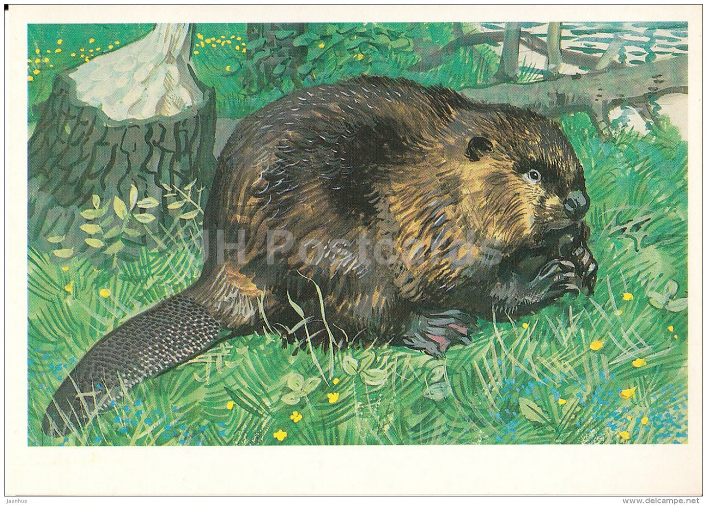 Beaver , Castor fiber - Endangered species - illustration by V. Gorbatov - 1990 - Russia USSR - unused - JH Postcards