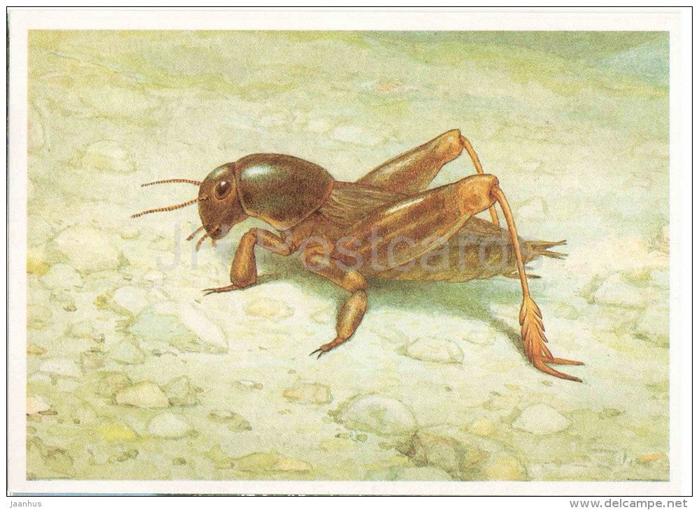 Tridactylus variegatus - Grasshopper - Cricket - insects - 1990 - Russia USSR - unused - JH Postcards