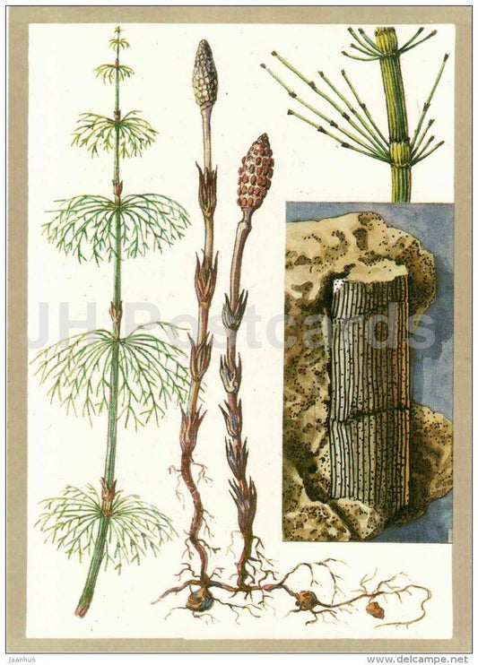 Equisetum - Calamites - fossil -  Protected Animals and Plants - 1983 - Russia USSR - unused - JH Postcards