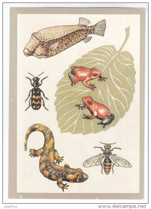 Salamander - European hornet - Dendrobates - daunting coloring - Animals defend themselves - 1988 - Russia USSR - unused - JH Postcards