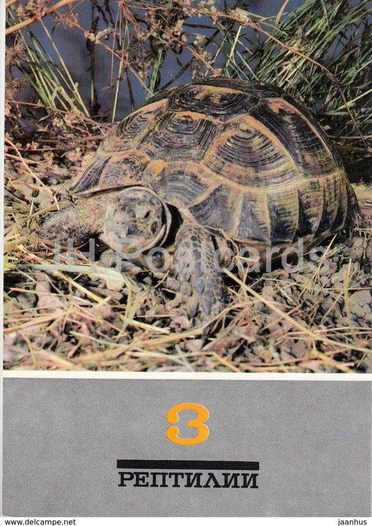 Greek tortoise - Testudo graeca - Reptiles - animals - 1989 - Russia USSR - unused - JH Postcards