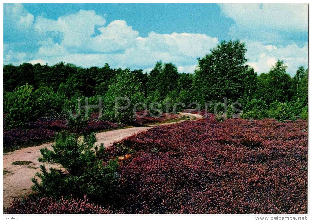 Lüneburger Heide - 1003 - Germany - 1972 gelaufen - JH Postcards