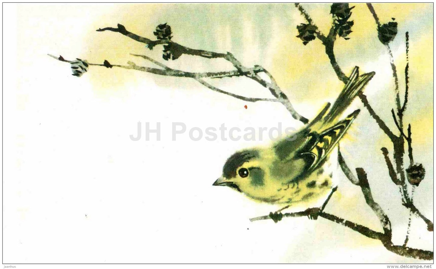 illustration by V. Kanevsky - Eurasian siskin - Carduelis spinus - bird - illustration - 1977 - Russia USSR - unused - JH Postcards