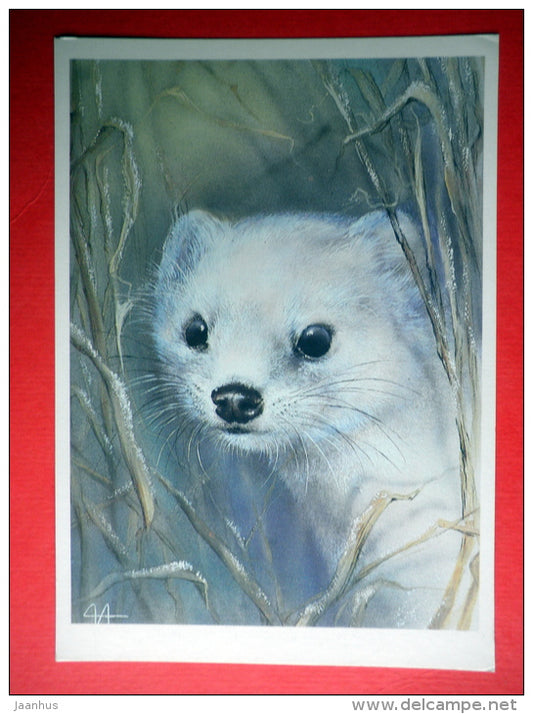 illustration by A. Isakov - Ermine , Mustela erminea - animal - 1989 - Russia USSR - unused - JH Postcards