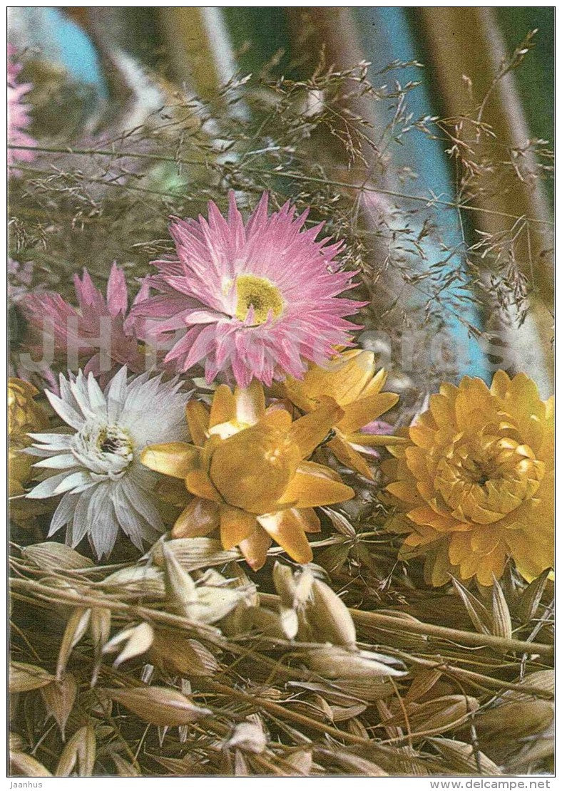 New Year greeting card - field flowers - corn - 1986 - Estonia USSR - used - JH Postcards