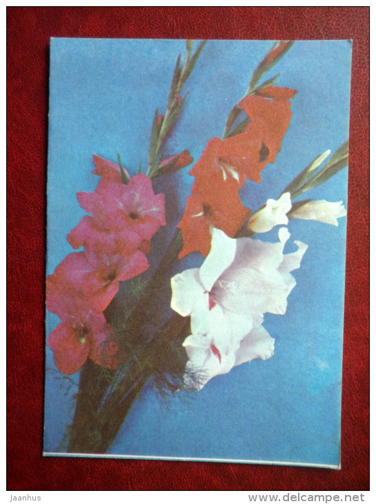 telegram - gladiolus - flowers - 1976 - Russia USSR - used - JH Postcards