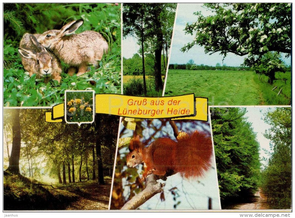 Gruss aus Lüneburger Heide - Hase - Eichhörnchen - hare - squirrel - Germany - 1986 gelaufen - JH Postcards