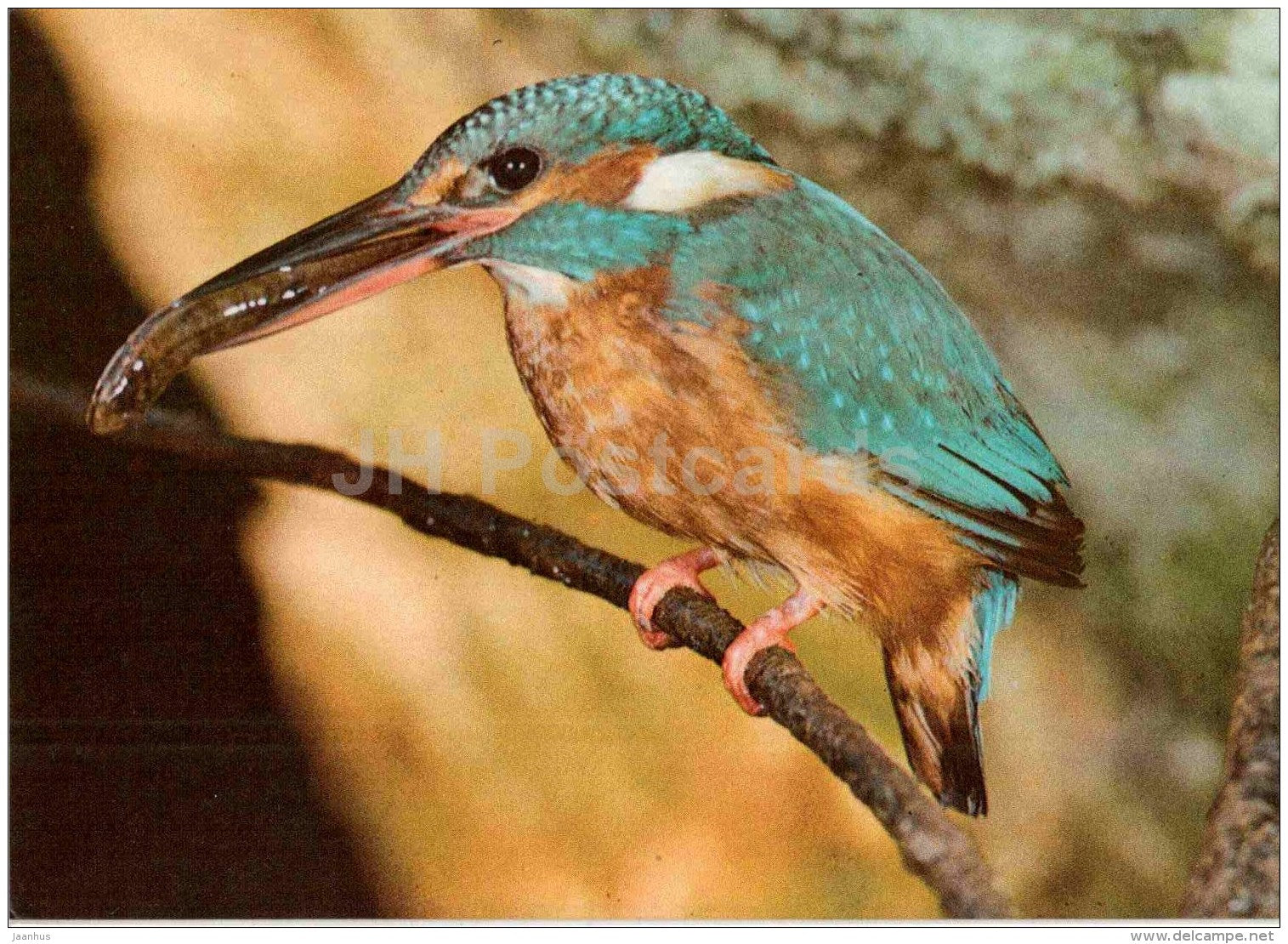 Common kingfisher - Alcedo atthis - bird - Estonian Birds - 1987 - Estonia USSR - unused - JH Postcards