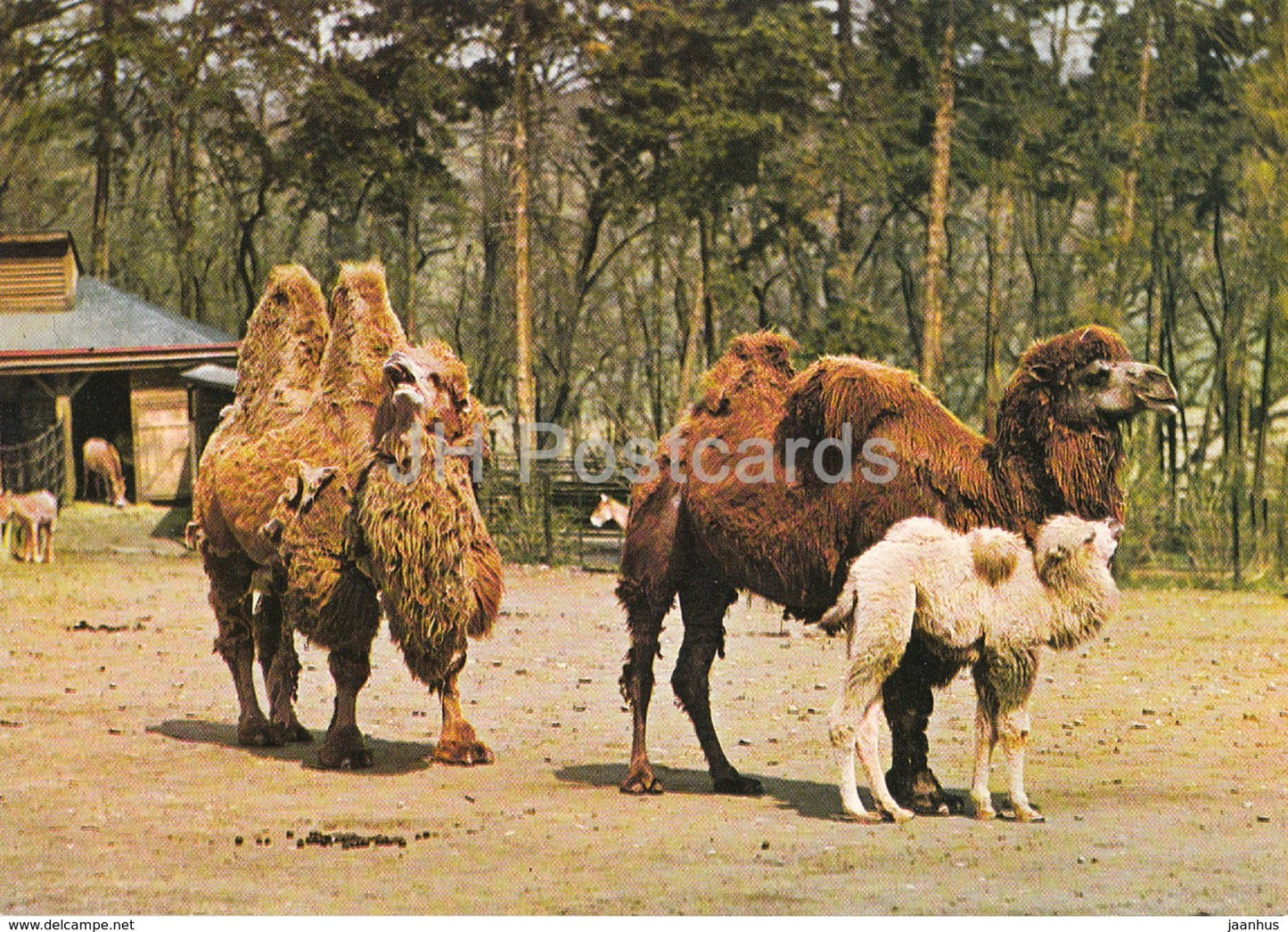 Bactrian camel - Camelus bactrianus - Zoo - Czechoslovakia - Czech Republic - unused - JH Postcards