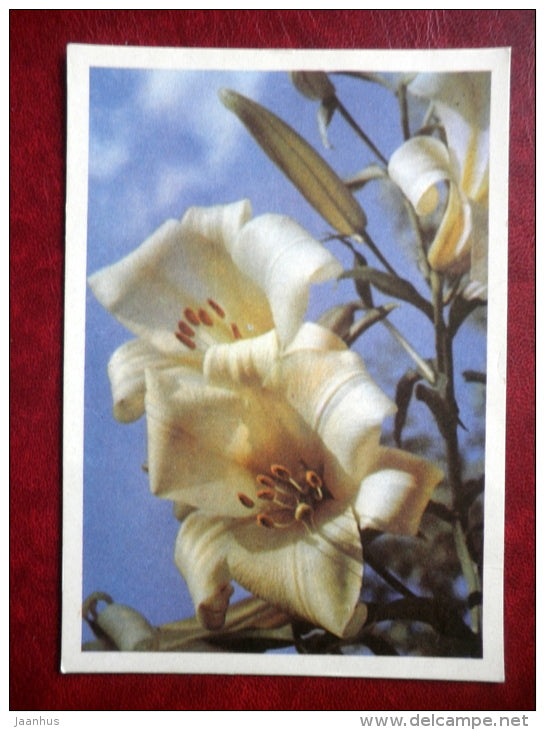 white lily - flowers - 1968 - Russia USSR - used - JH Postcards