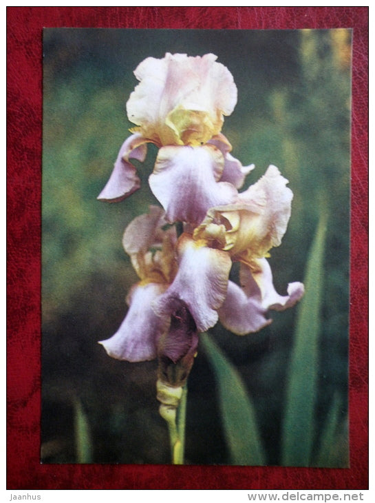 Fantasy - Iris varieties - flowers - 1984 - Estonia USSR - unused - JH Postcards