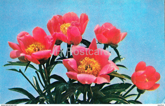 Joy - Peonies - flowers - 1977 - Russia USSR - unused - JH Postcards