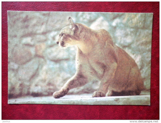 Puma - Riga Zoo - 1980 - Latvia USSR - unused - JH Postcards